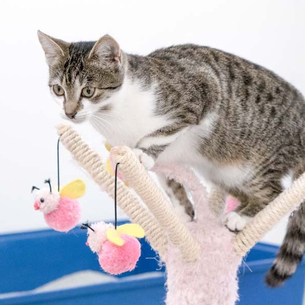 Kätzin Grace / © 2017 Arche KaNaum (NH)