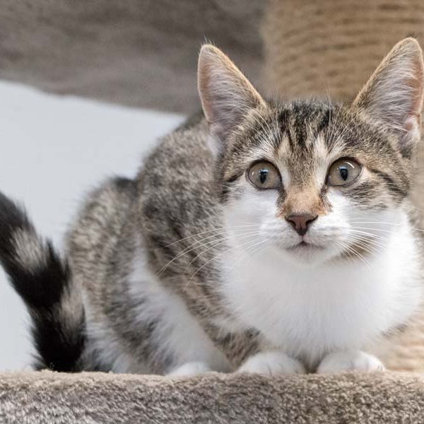 Kätzin Grace / © 2017 Arche KaNaum (NH)