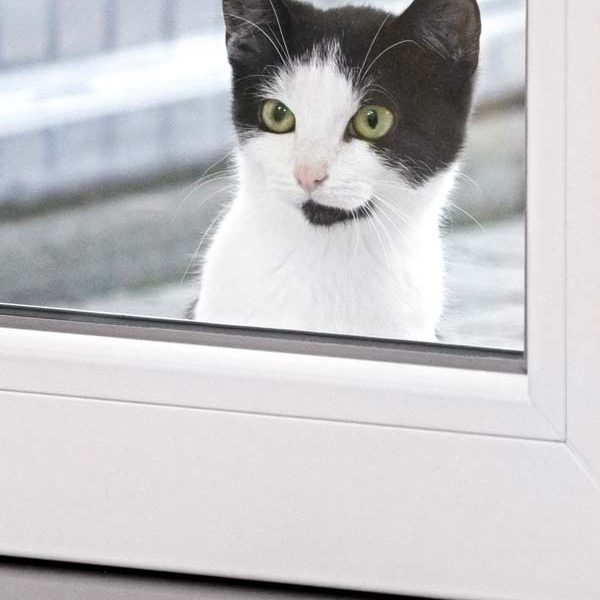 Kater Joschi / © 2017 Arche KaNaum (NH) Kater Joschi / © 2017 Arche KaNaum (NH)