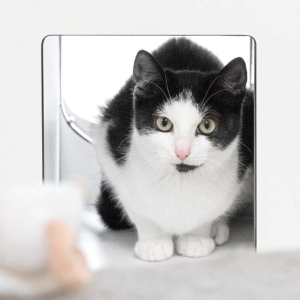 Kater Joschi / © 2017 Arche KaNaum (NH) Kater Joschi / © 2017 Arche KaNaum (NH)