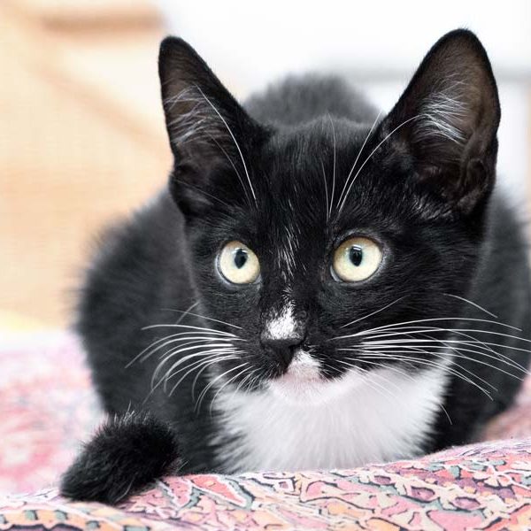 Kätzin Melange / © 2017 Arche KaNaum (NH)