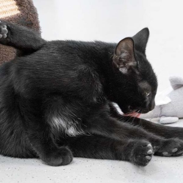 Kater Mokka zeigt, dass er auch ein paar weiße Haare am Bauch hat / © 2017 Arche KaNaum (NH)