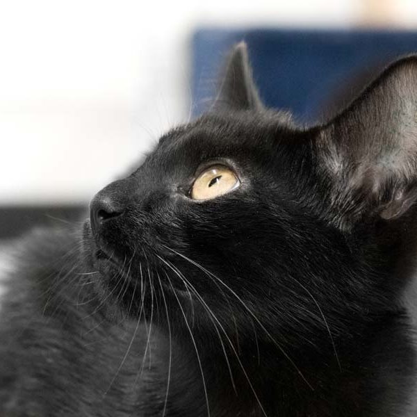 Kater Mokka / © 2017 Arche KaNaum (NH)