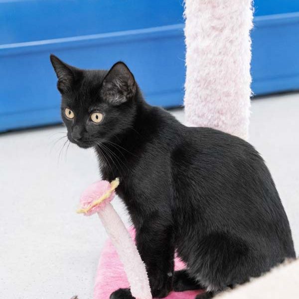 Kater Mokka / © 2017 Arche KaNaum (NH)