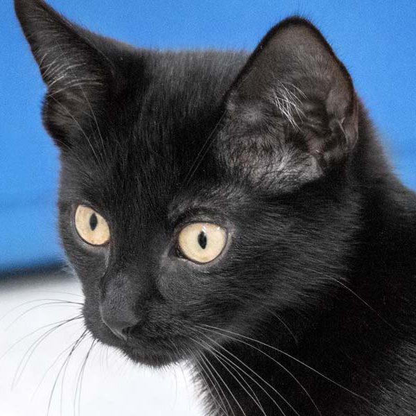 Kater Mokka / © 2017 Arche KaNaum (NH)