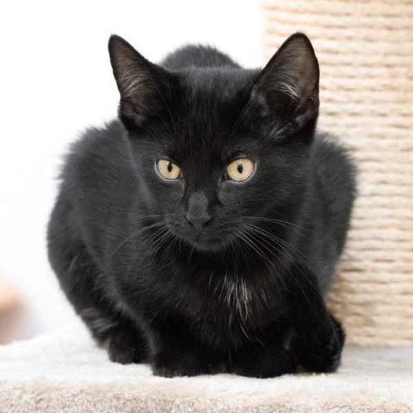 Kater Mokka / © 2017 Arche KaNaum (NH)