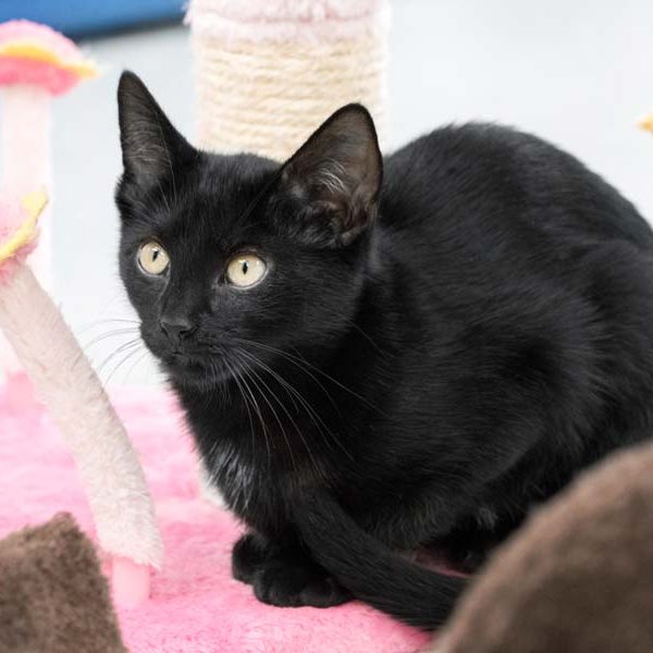 Kater Mokka / © 2017 Arche KaNaum (NH)