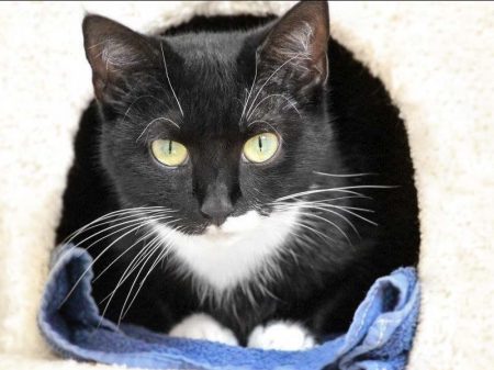 Kätzin Esmeralda / © 2017 Arche KaNaum (DN)