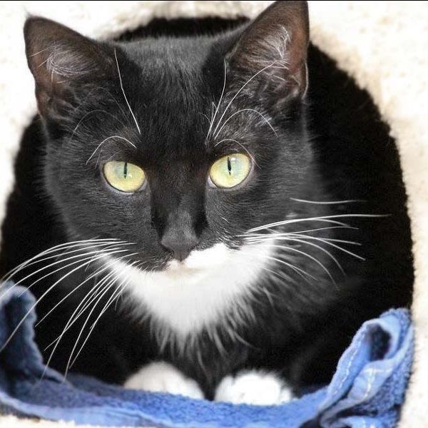 Kätzin Esmeralda / © 2017 Arche KaNaum (DN) Kätzin Esmeralda / © 2017 Arche KaNaum (DN)