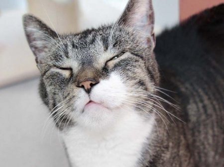 Kater Figaro / © 2017 Arche KaNaum (DN)