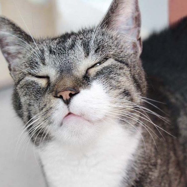 Kater Figaro / © 2017 Arche KaNaum (DN)