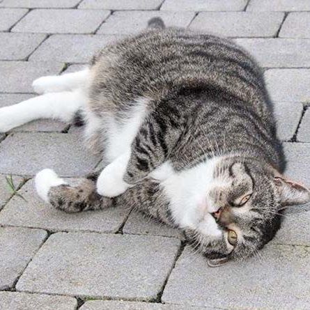 Kater Figaro / © 2017 Arche KaNaum (DN)