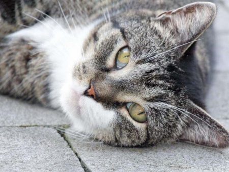 Kater Figaro / © 2017 Arche KaNaum (DN)