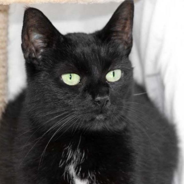 Kätzin Hera / © 2017 Arche KaNaum (DN) Kätzin Hera / © 2017 Arche KaNaum (DN)