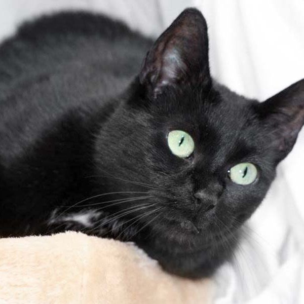 Kätzin Hera / © 2017 Arche KaNaum (DN) Kätzin Hera / © 2017 Arche KaNaum (DN)