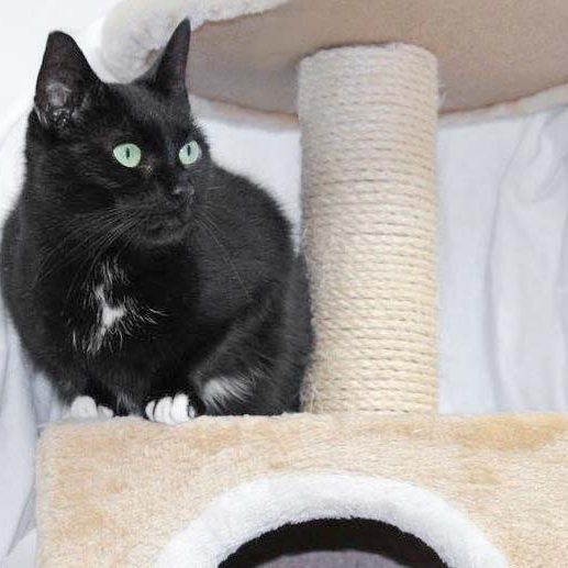 Kätzin Hera / © 2017 Arche KaNaum (DN) Kätzin Hera / © 2017 Arche KaNaum (DN)