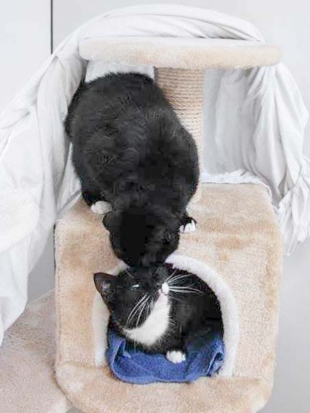 Kätzin Hera (o.) mit Freundin Esmeralda / © 2017 Arche KaNaum (DN)