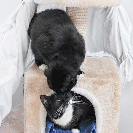 Kätzin Hera (o.) mit Freundin Esmeralda / © 2017 Arche KaNaum (DN) Kätzin Hera (o.) mit Freundin Esmeralda / © 2017 Arche KaNaum (DN)