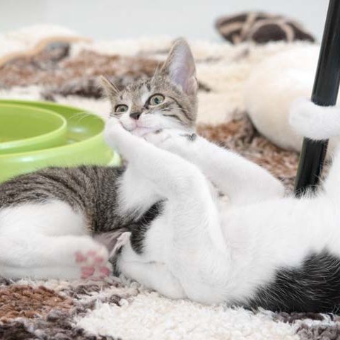 Katerchen Fürchti (r.) mit Schwesterchen Baby / © 2017 Arche KaNaum (NH)