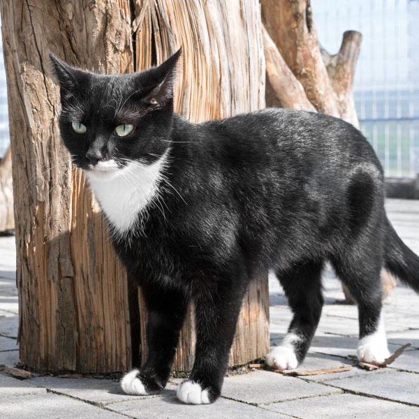 Kätzin Esmeralda / © 2017 Arche KaNaum (NH) Kätzin Esmeralda / © 2017 Arche KaNaum (NH)