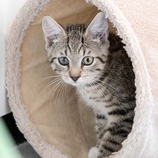 Katerchen Fauli / © 2017 Arche KaNaum (DN) Katerchen Fauli / © 2017 Arche KaNaum (DN)