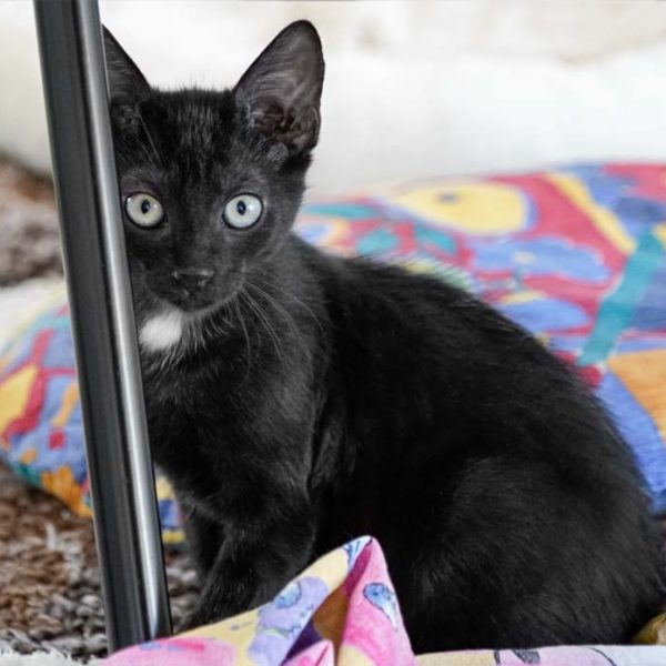 Katerchen Forschi / © 2017 Arche KaNaum (NH)