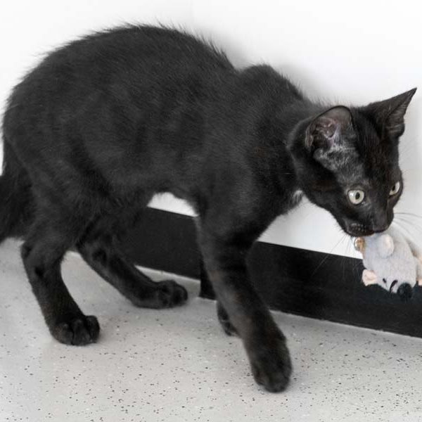 Katerchen Forschi / © 2017 Arche KaNaum (NH)