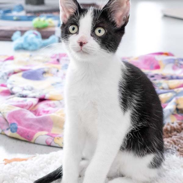 Katerchen Fürchti / © 2017 Arche KaNaum (NH)