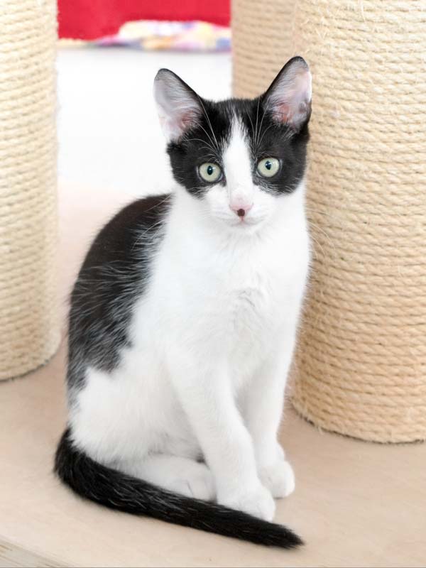 Katerchen Fürchti / © 2017 Arche KaNaum (NH)