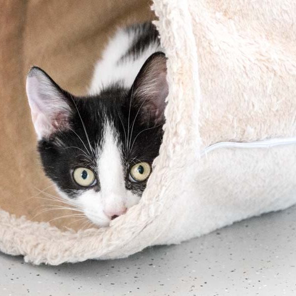 Katerchen Fürchti / © 2017 Arche KaNaum (NH)