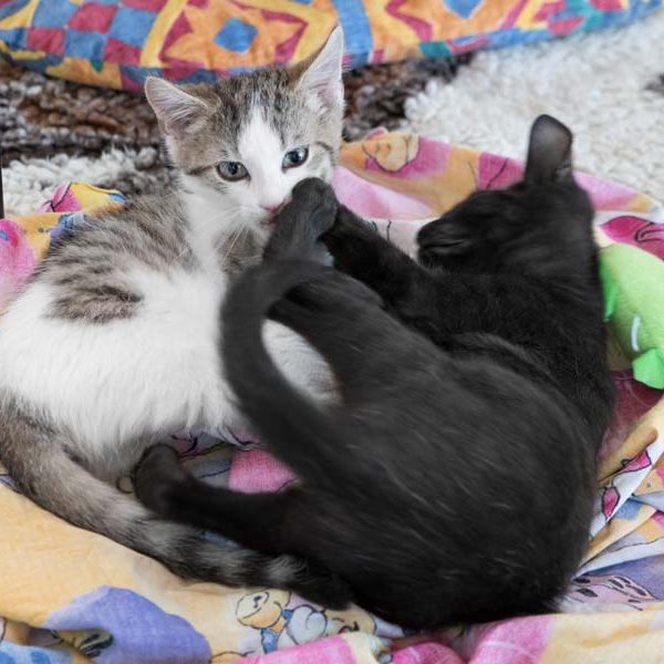 Kätzchen Nanny (l.) mit Brüderchen Forschi / © 2017 Arche KaNaum (NH) Kätzchen Nanny (l.) mit Brüderchen Forschi / © 2017 Arche KaNaum (NH)