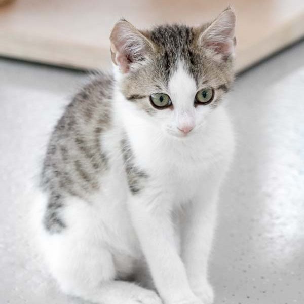 Kätzchen Nanny / © 2017 Arche KaNaum (NH) Kätzchen Nanny / © 2017 Arche KaNaum (NH)