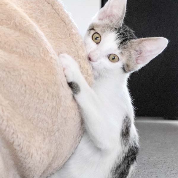 Katerchen Schlaubi  / © 2017 Arche KaNaum (NH) Katerchen Schlaubi / © 2017 Arche KaNaum (NH)