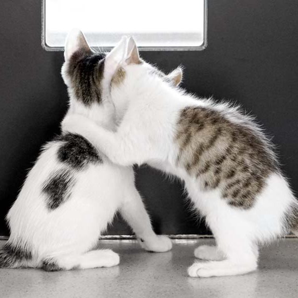 Ein schöner Rücken kann auch entzücken: Katerchen Schlaubi (l.) und Schwesterchen Nanny  / © 2017 Arche KaNaum (NH) Ein schöner Rücken kann auch entzücken: Katerchen Schlaubi (l.) und Schwesterchen Nanny / © 2017 Arche KaNaum (NH)