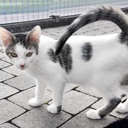 Katerchen Schlaubi  / © 2017 Arche KaNaum (DN) Katerchen Schlaubi / © 2017 Arche KaNaum (DN)