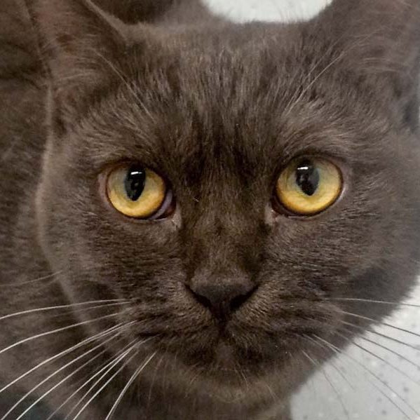 BKH-Kater Nusspli / © 2017 Arche KaNaum (DN)