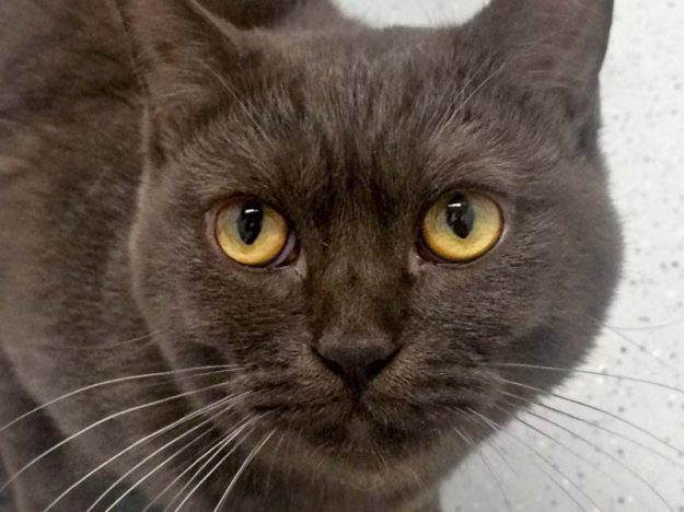 BKH-Kater Nusspli / © 2017 Arche KaNaum (DN)