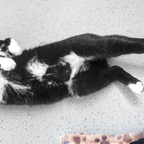 Kätzin Ravenna / © 2017 Arche KaNaum (AE) Kätzin Ravenna / © 2017 Arche KaNaum (AE)