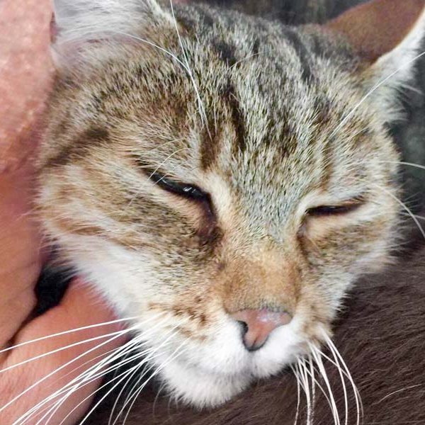 Kater Balduin / © 2017 Arche KaNaum (DN)