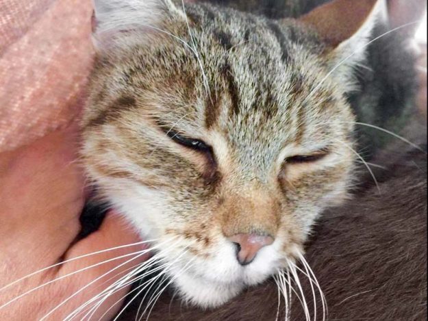 Kater Balduin / © 2017 Arche KaNaum (DN)