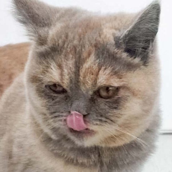 BKH-Kätzin Feli / © 2017 Arche KaNaum (DN)