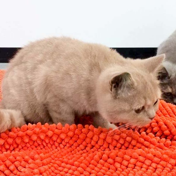 BKH-Kätzin Honey / © 2017 Arche KaNaum (DN)