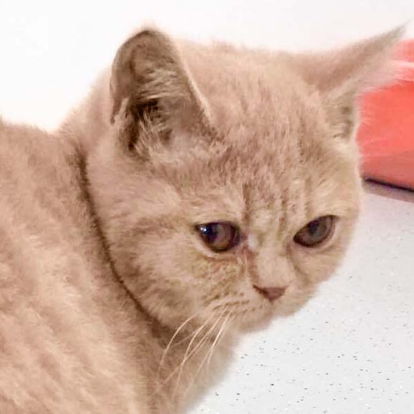 BKH-Kätzin Lemon / © 2017 Arche KaNaum (DN)