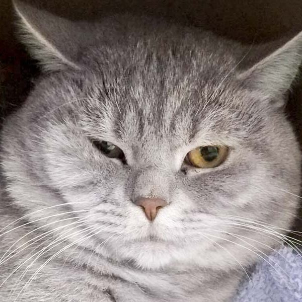 BKH-Kater Leo / © 2017 Arche KaNaum (DN)