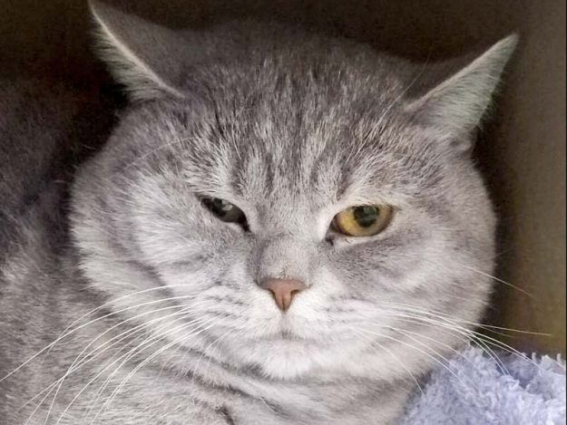 BKH-Kater Leo / © 2017 Arche KaNaum (DN)