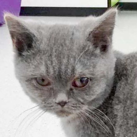 BKH-Kater Linus / © 2017 Arche KaNaum (DN)