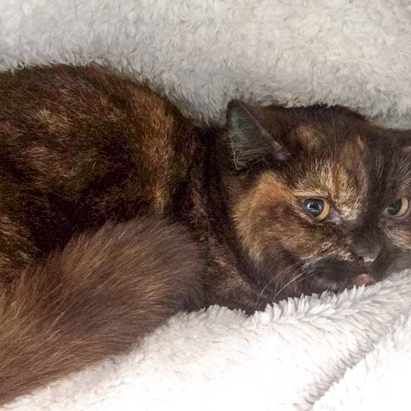 BKH-Kätzin Maili  / © 2017 Arche KaNaum (DN) BKH-Kätzin Maili / © 2017 Arche KaNaum (DN)