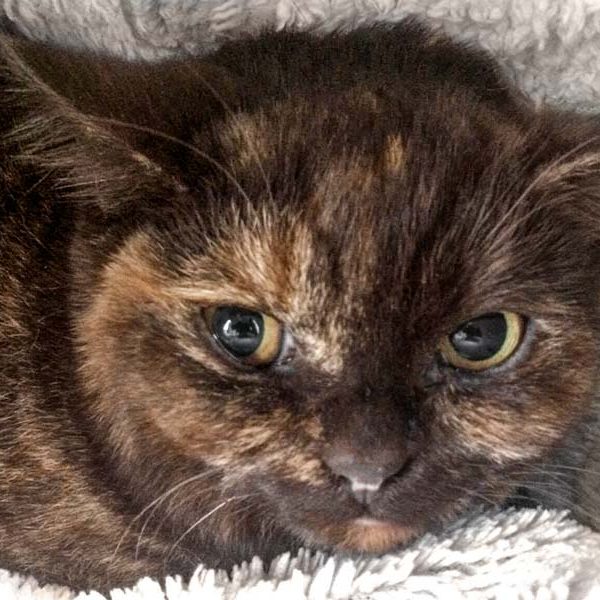 BKH-Kätzin Maili  / © 2017 Arche KaNaum (DN) BKH-Kätzin Maili / © 2017 Arche KaNaum (DN)