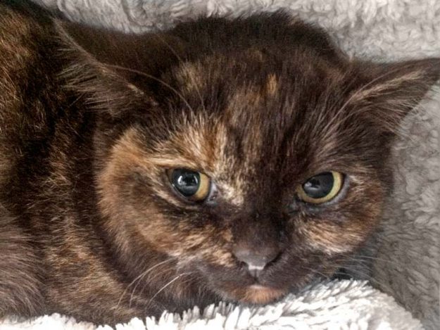 BKH-Kätzin Maili / © 2017 Arche KaNaum (DN)