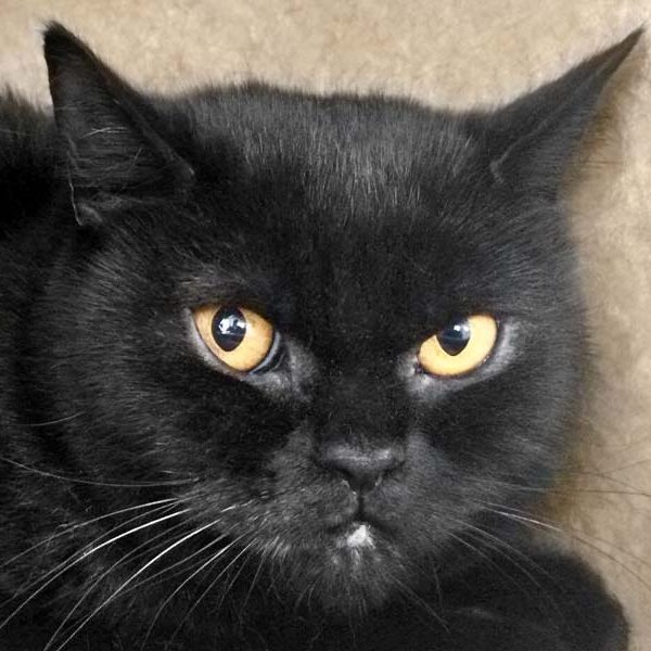 BKH-Kätzin Prinzess / © 2017 Arche KaNaum (DN)